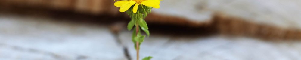 small_ 90067224_DS